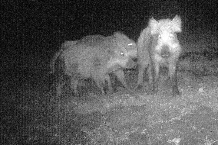Die Überwachungskamera nahm die Tiere auf frischer Tat auf.