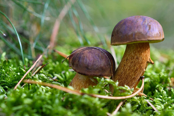 Pilzsachverständige klären auf, welche Pilze gegessen werden dürfen - und welche nicht.