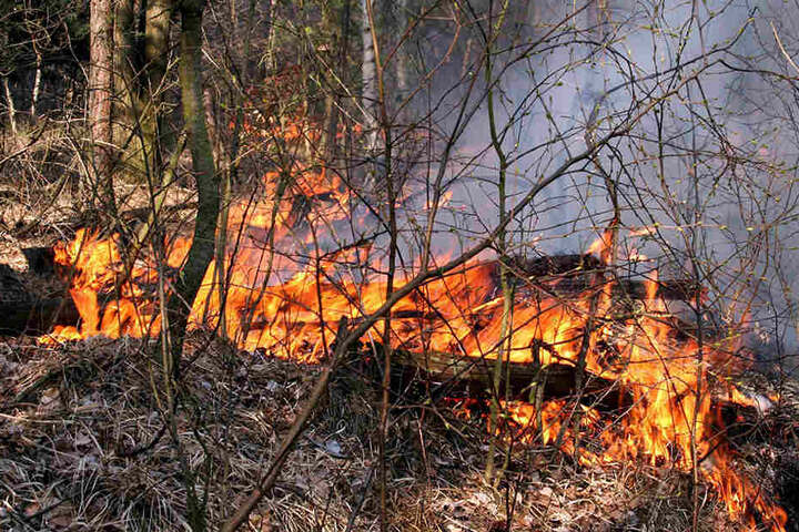 Feuer im Friedewald! Viele Tausend Quadratmeter Natur wurden zerstört.