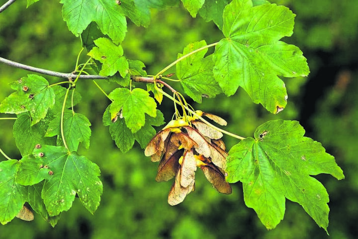 Der Verzehr von Bergahorn-Früchten wurde den Tieren zum Verhängnis.