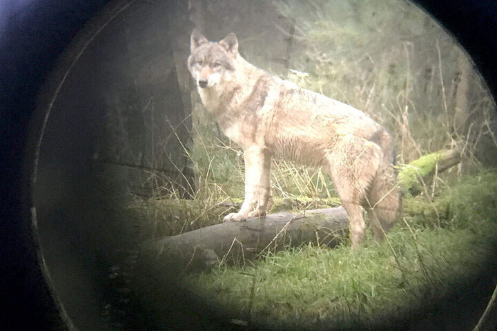 In Sachsen gibt es immer mehr Wölfe, die sich ihre Mahlzeiten vermehrt in Nutztier-Herden suchen.