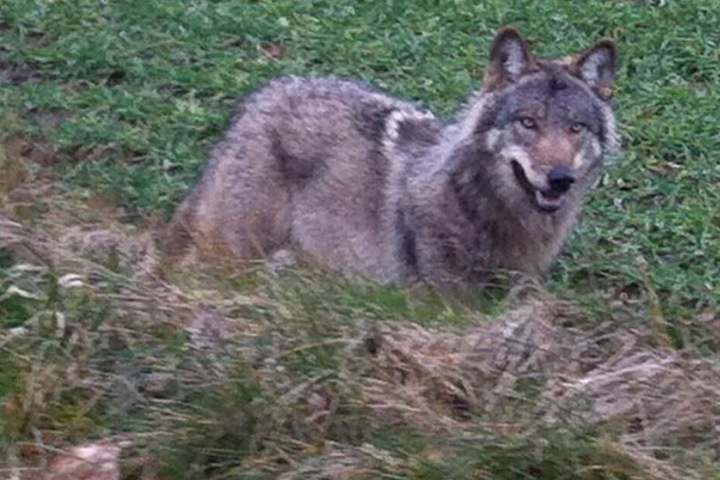 Seit mehreren Monaten wird schon versucht, den Leitwolf zu töten.
