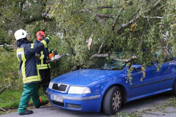 In Herford fiel eine Birke auf ein geparktes Auto.