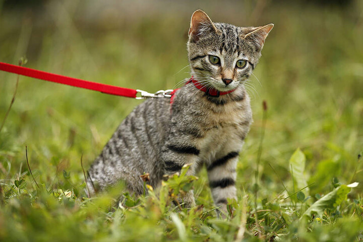 Egal, ob Katzen oder Hunden: In Dresden und den Sperrgebieten gilt Leinenpflicht.