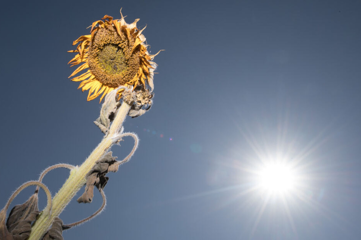 Der Sommer 2018 war heiß und sehr trocken. (Archivbild)