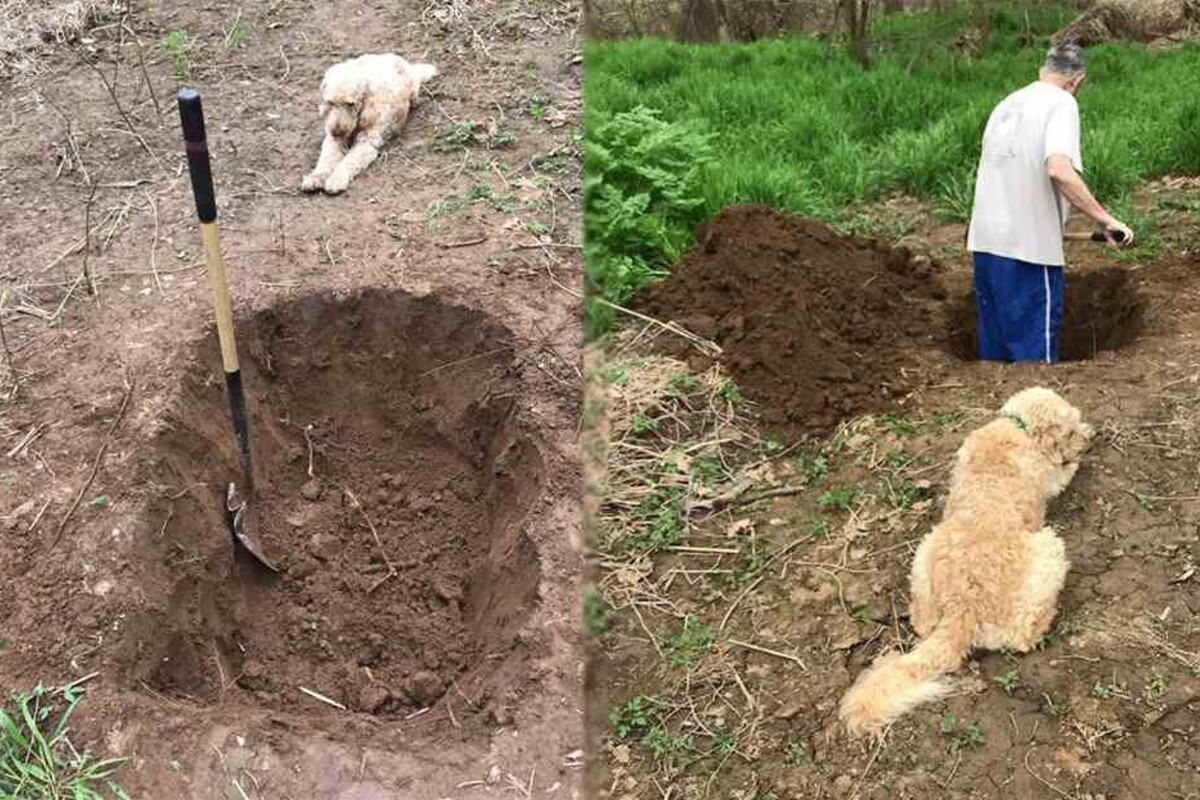 Kurz vorm Einschläfern Hund sieht Herrchen beim Ausheben seines Grabes