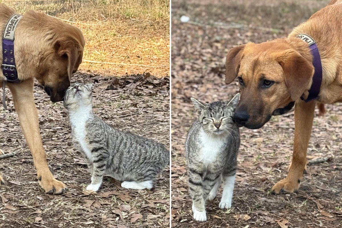 Hund trifft auf streunende Katze: Was dann passiert, öffnet seinem Herrchen das Herz