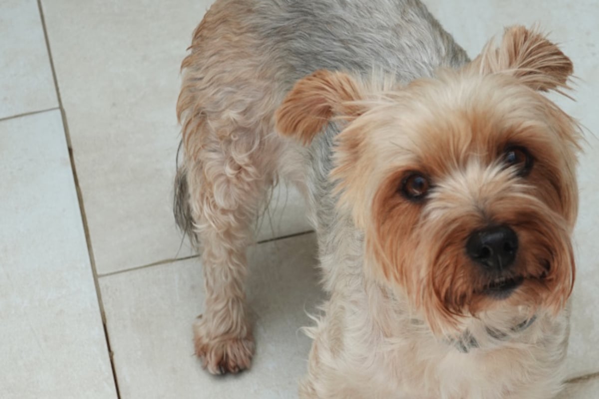 Arme Roxi! Entscheidung von Besitzern lässt ihre kleine Welt zusammenbrechen