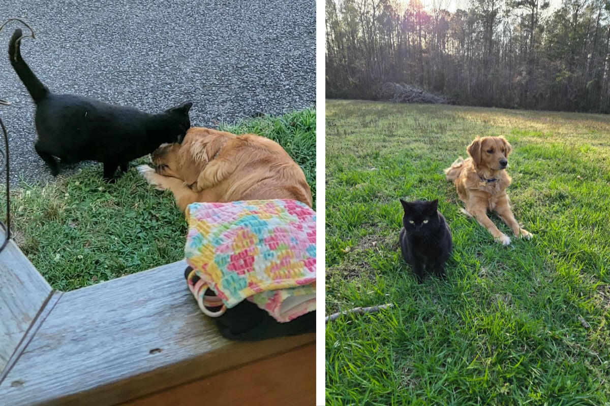 Golden-Retriever-adoptiert-Streunerkatze-Was-dann-passiert-ist-herzergreifend