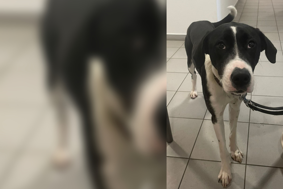 Alleinreisender Vierbeiner am Bahnhof Bad Kreuznach entdeckt Wer vermisst diesen Hund? Alleinreisender Vierbeiner am Bahnhof Bad Kreuznach entdeckt Wer vermisst diesen Hund?