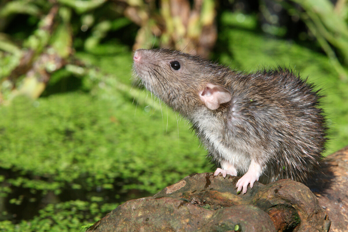 Ratten vertreiben: Mittel gegen die Schädlinge