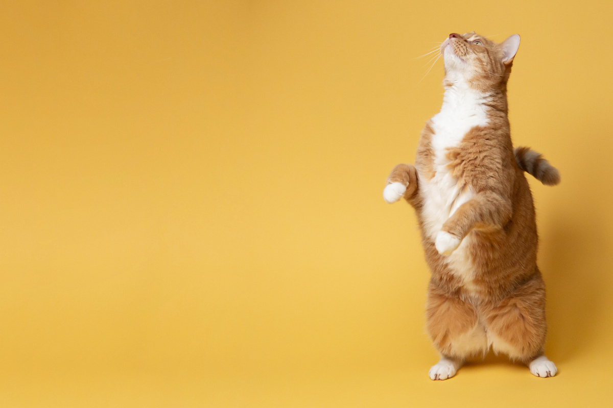 The Definitive Guide to Cat Behavior and Body Language – tuft + paw