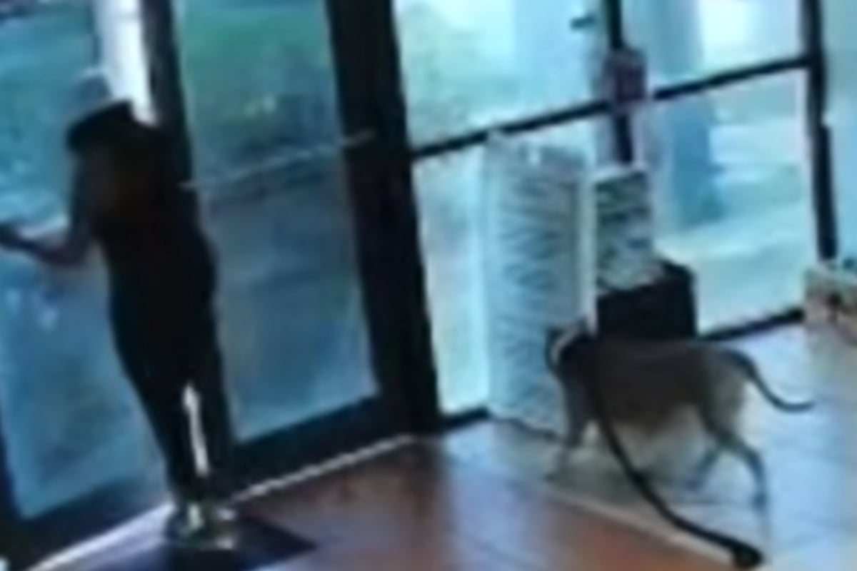 Als-Retter-dank-Video-sehen-was-Hund-widerfahren-ist-bricht-ihnen-das-Herz