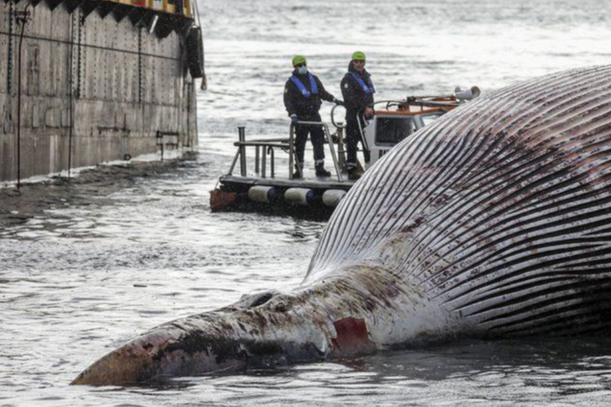70 Tonnen schwerer Wal vor Küste angeschwemmt