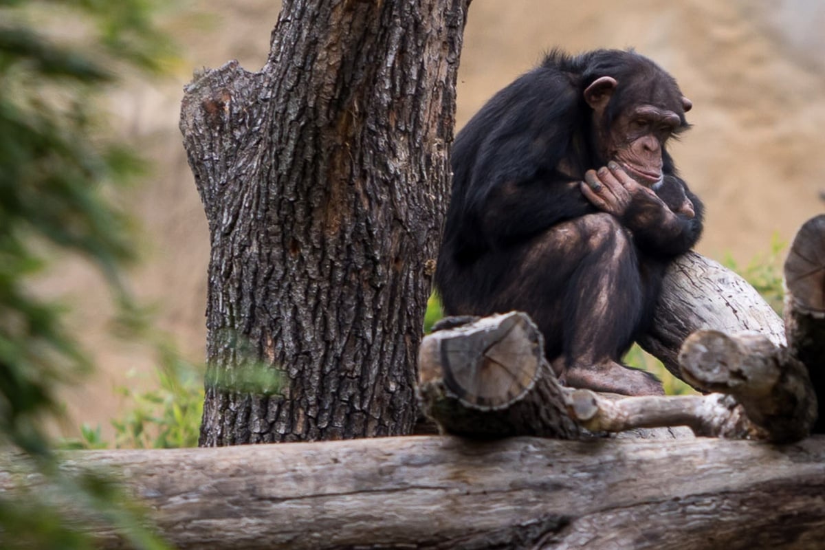 Leipziger Affen dürfen endlich an die frische Luft - aber nicht alle wollen wieder zurückkehren