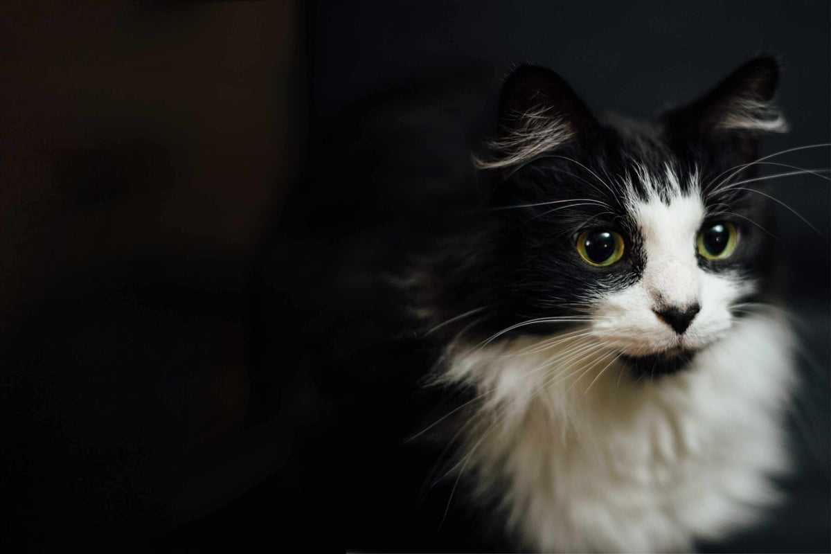 Watch Tuxedo the cat grow up in pawsome viral TikTok timelapse!
