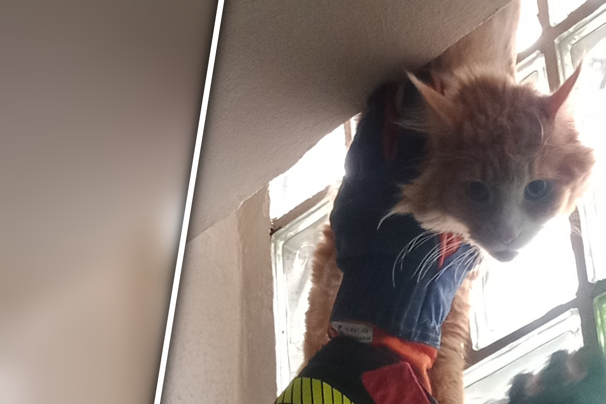 Katze hängt völlig hilflos im Treppenhaus, ihr Besitzer handelt sofort