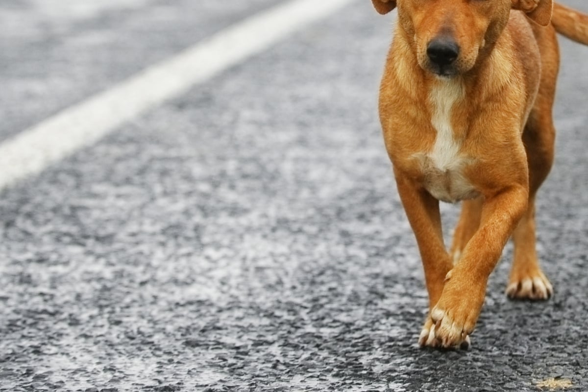 Hund-irrt-seit-Silvester-umher-und-l-uft-auf-A92
