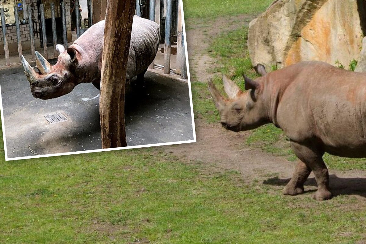 "Blind Date" im Zoo: Hier werden zwei Nashörner verkuppelt