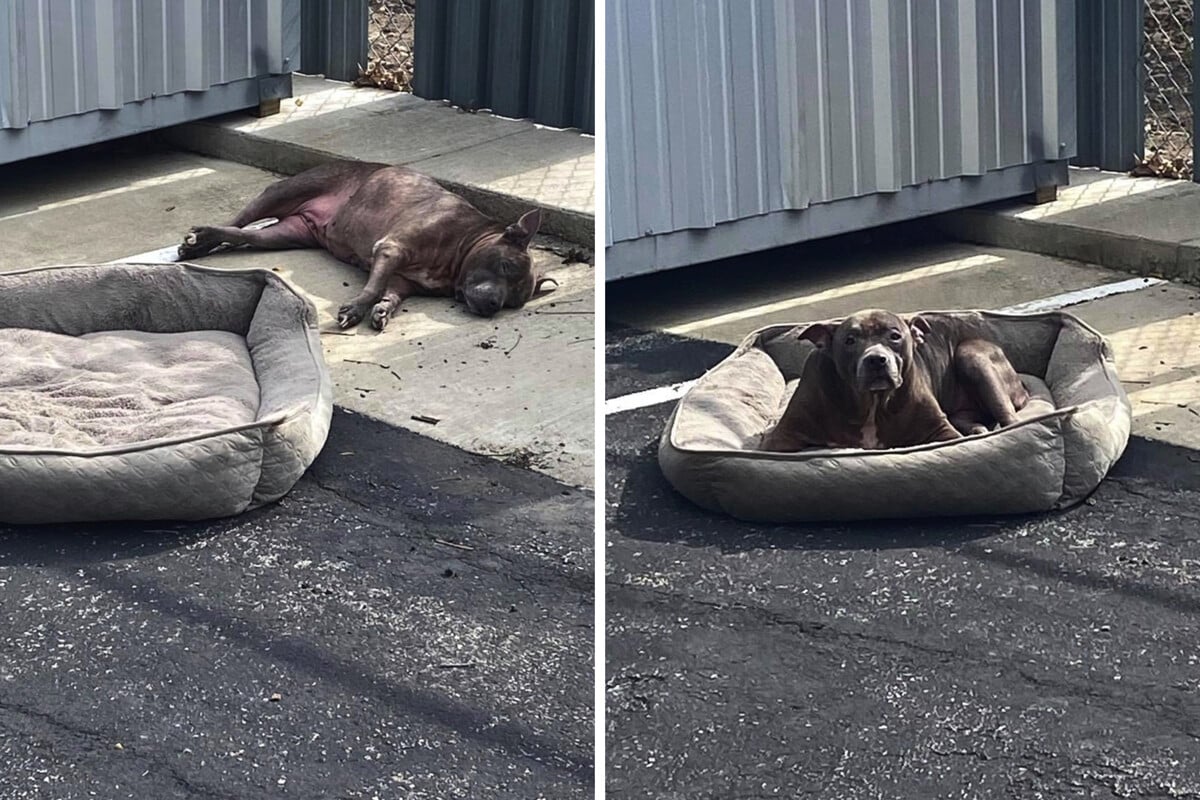 Full of mites and conjunctivitis: bitch abandoned in parking lot