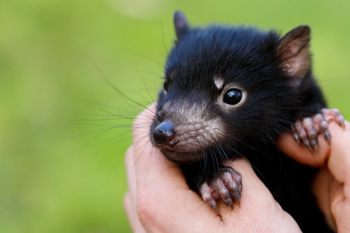 Bedeutender Meilenstein Was für ein niedliches Tier wurde hier geboren?