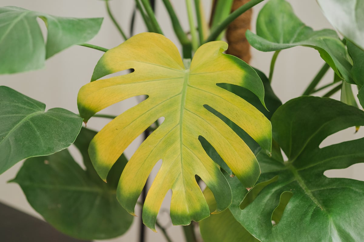 Monstera: Gelbe Bltter haben meist eines zu bedeuten