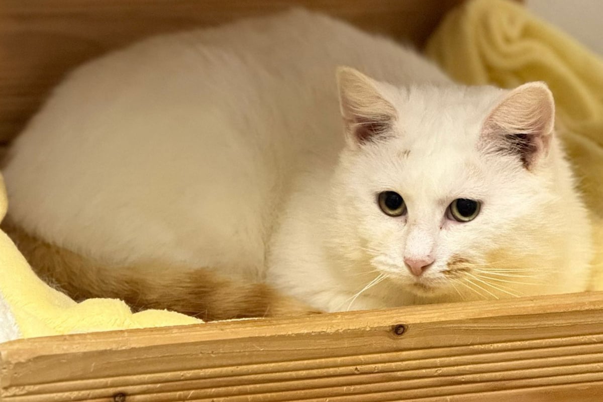 Kater Schroti lebt mit Kugeln im Kopf: Wer gibt ihm endlich ein liebevolles Zuhause?