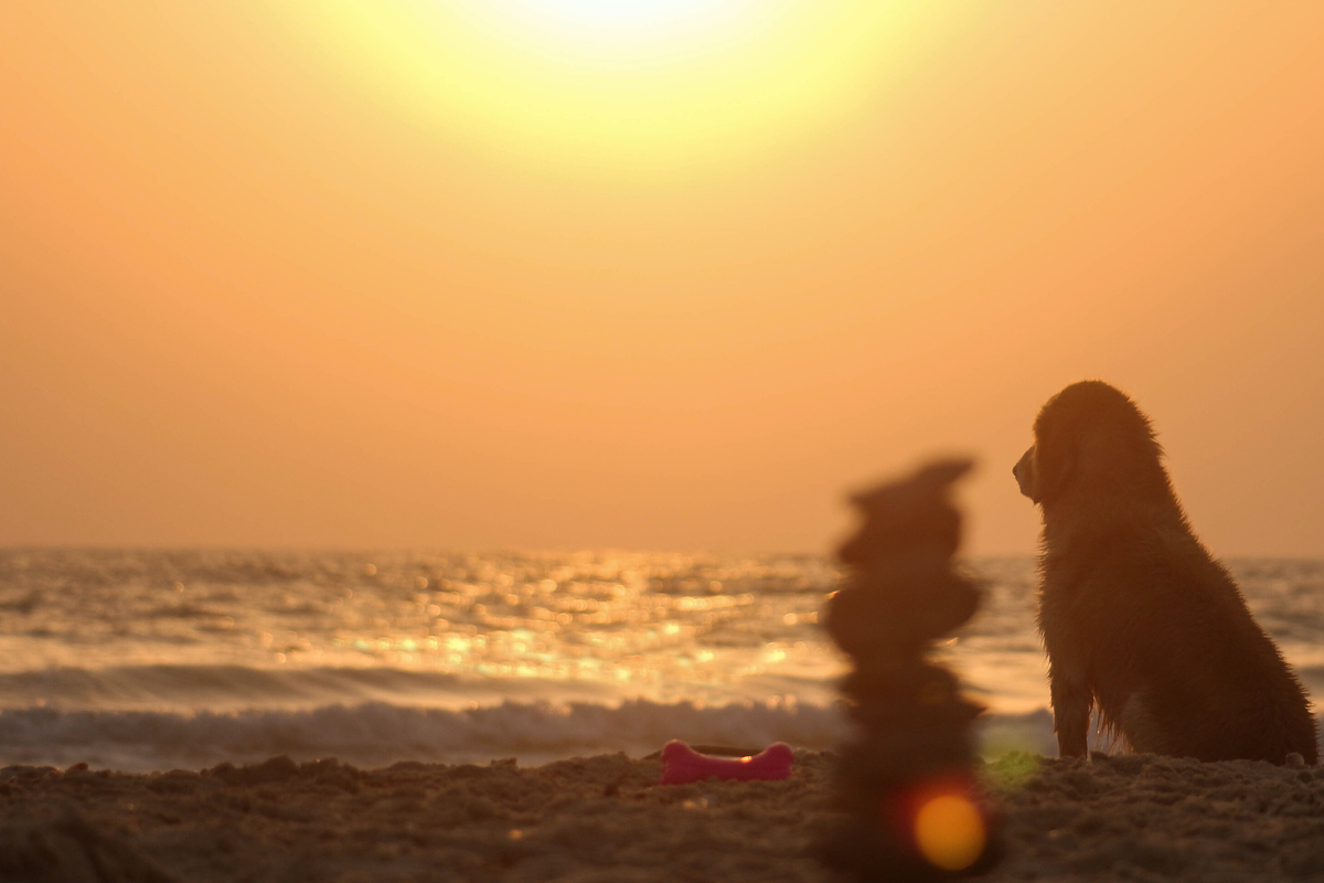 Dogs needs sunscreen too! Here's how to protect your pet from sunburn