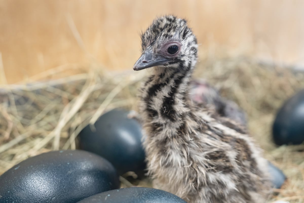 Diese süßen Vögel sind aus grünen Ostereiern geschlüpft