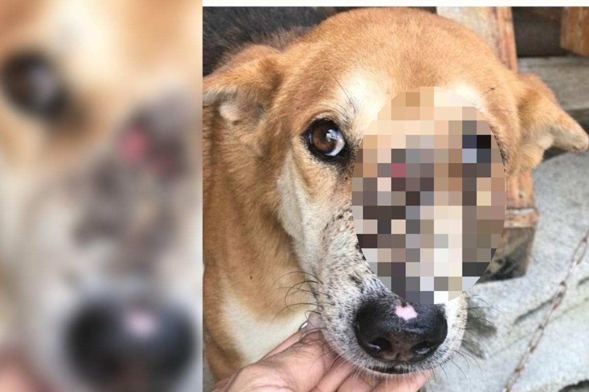 Tierschützer entdecken Hund mit Nasentumor und sind schockiert über