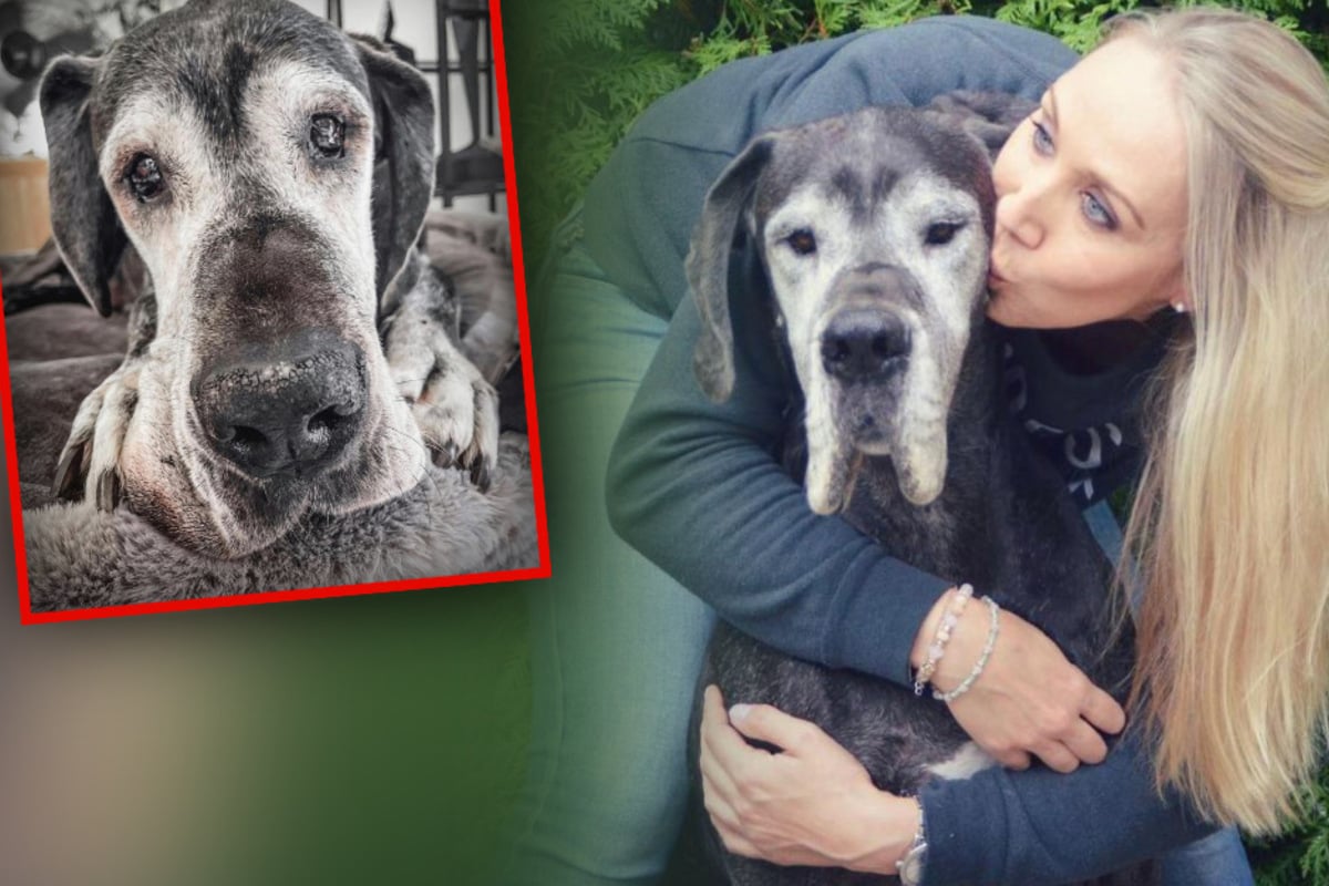 Great mourning for Petfluencerin: lady dog ​​dies in the arms of her mistress