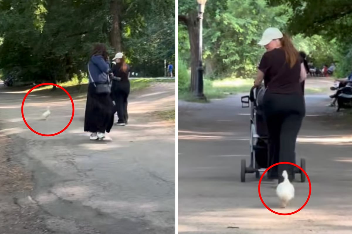 Pet duckling abandoned in the park begs for help, but everyone ignores her: "You left this baby for dead"