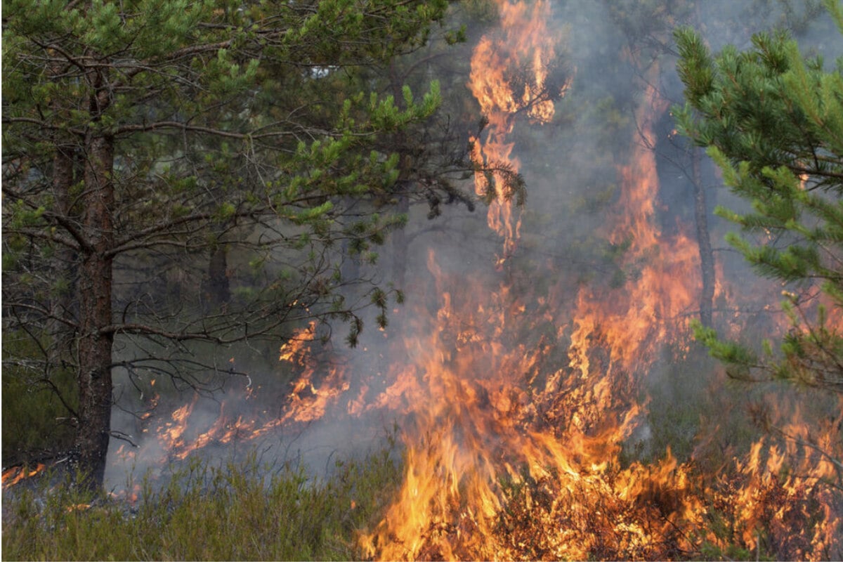 Hochsommerlich und trocken: Waldbrandgefahr in Sachsen steigt