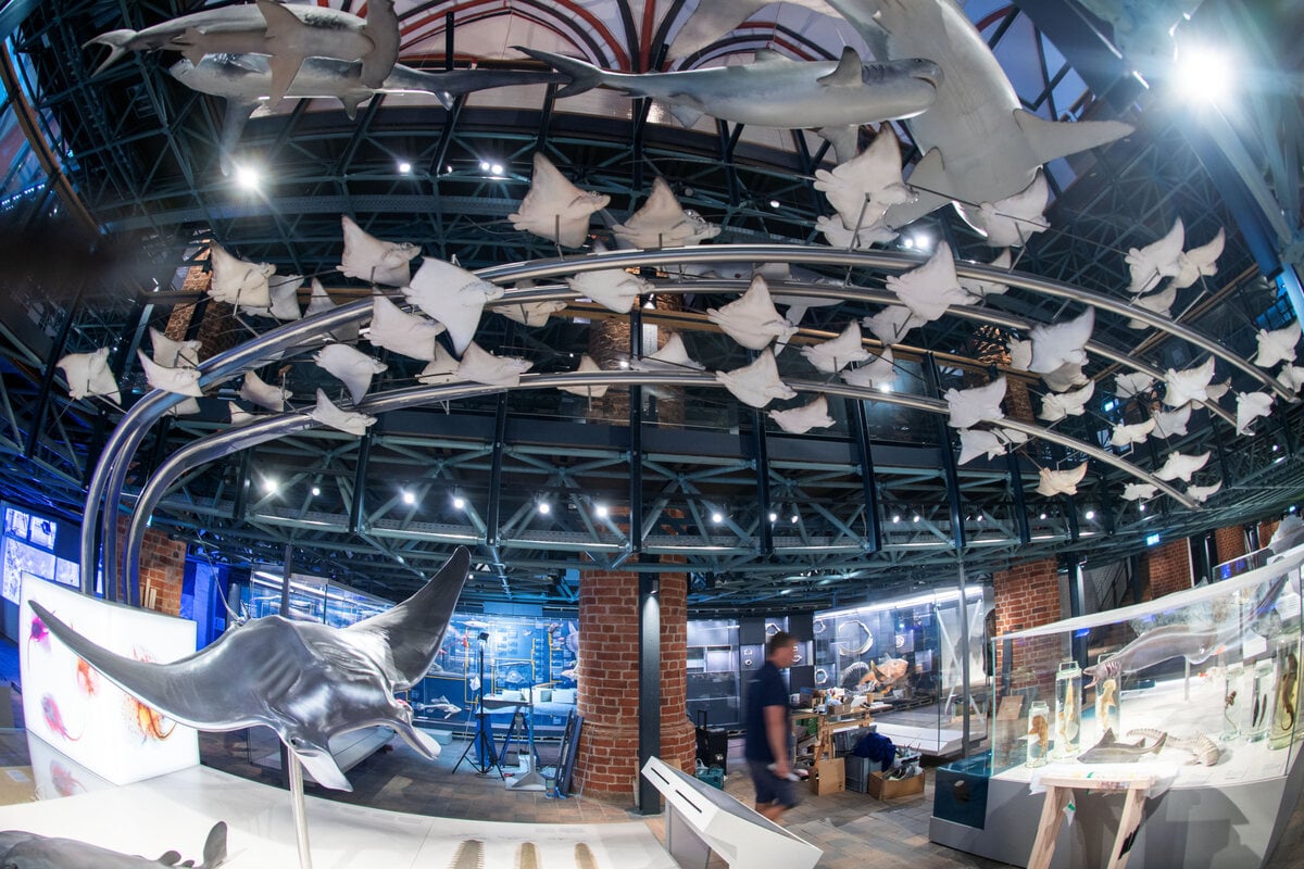 Haie, Eisbären und Quallen: Meeresmuseum in Stralsund öffnet endlich wieder seine Pforten