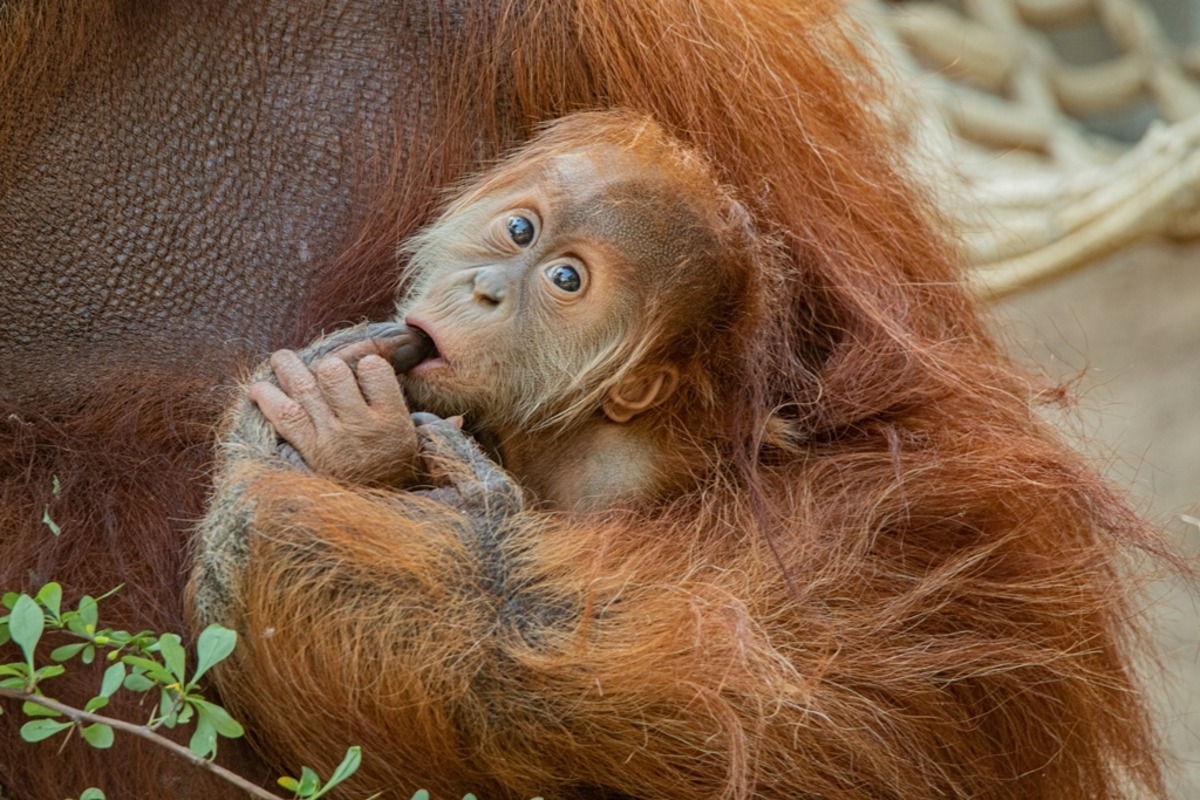 Entscheidung Gefallen So Heisst Das Susse Orang Utan Baby Tag24