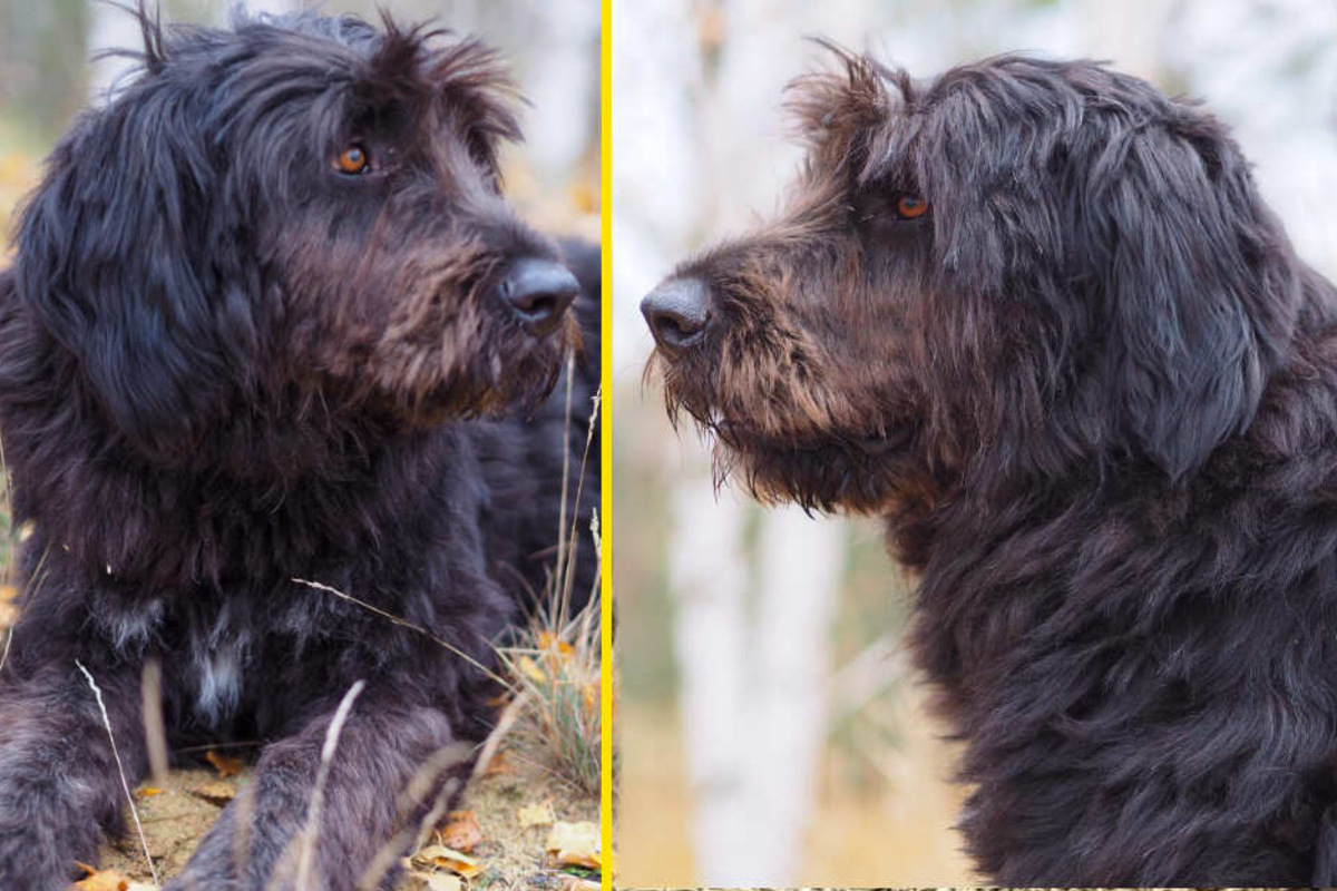 Chemnitz Hund seit Wochen vermisst Wo ist Lotta? TAG24