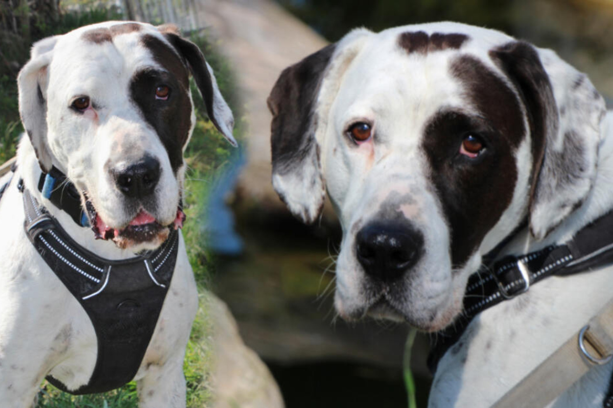 Josefs Traurige Geschichte Dieser Arme Hund Hatte Sein Ganzes Leben Lang Nur Pech 24