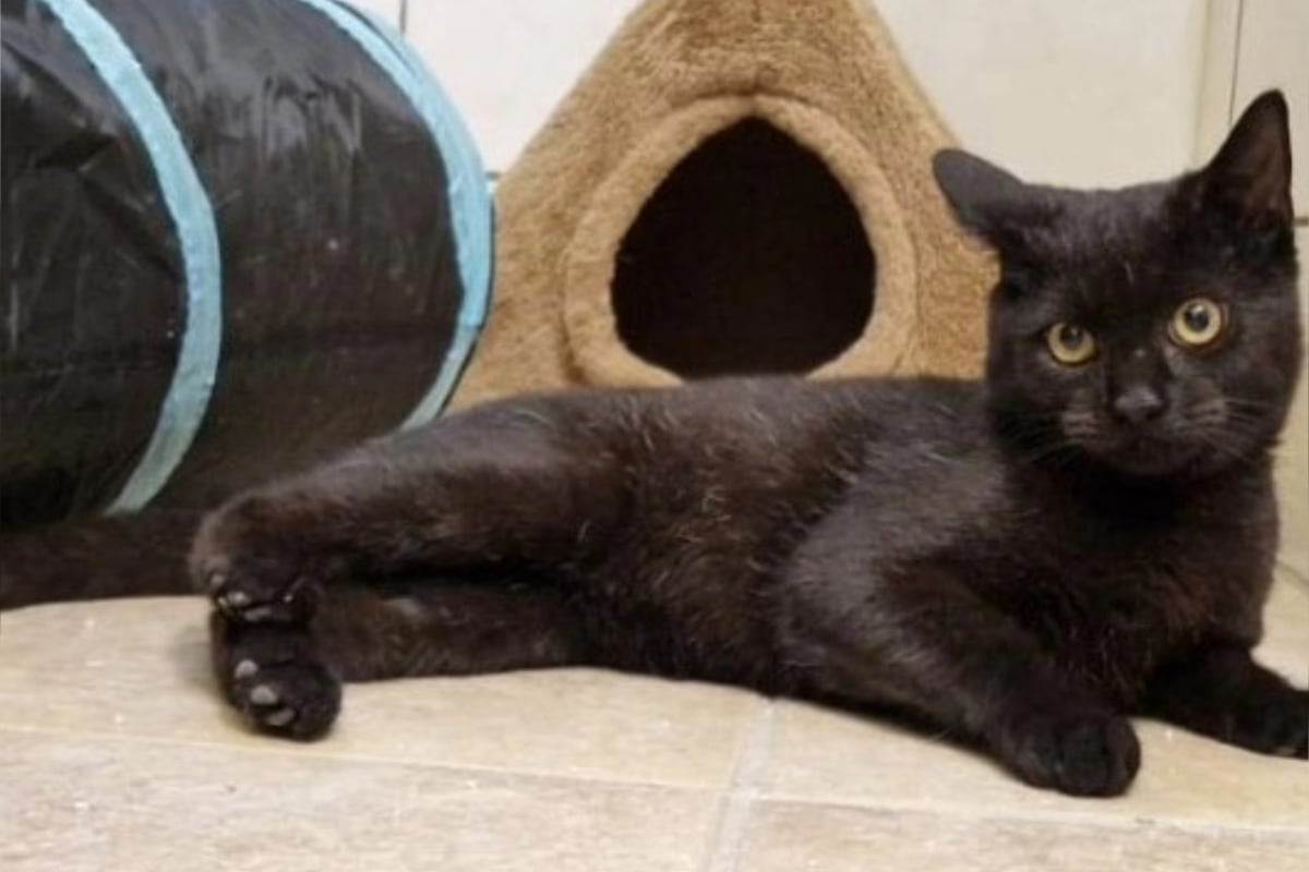 Kater kämpfte sich zurück ins Leben Nun will er es in vollen Zügen