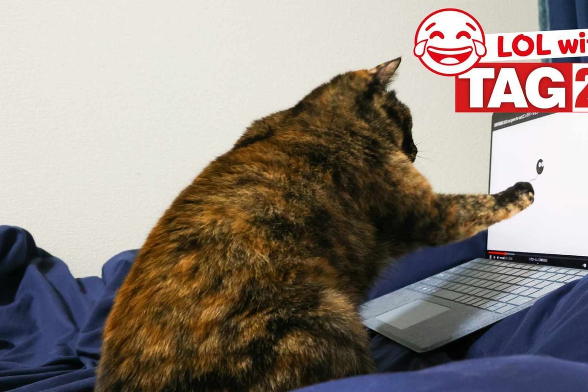 Joke of the Night for December 21, 2024 The best cat jokes to laugh