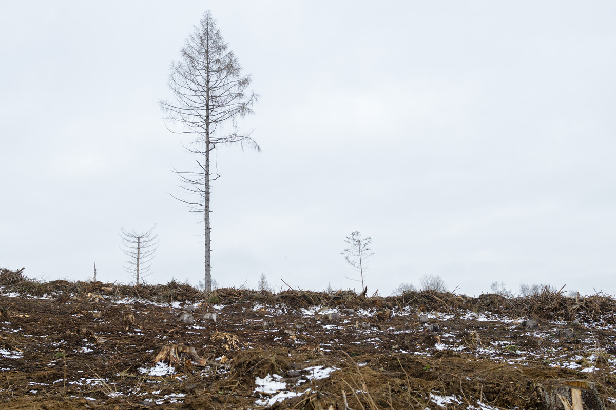 22.000 neue Bäume! Wald in Wernigerode soll wieder aufgebaut werden