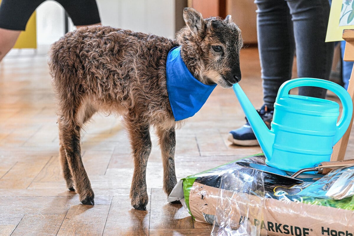Praktikant sorgt für Lacher: Dieses Tier wohnt im Rathaus