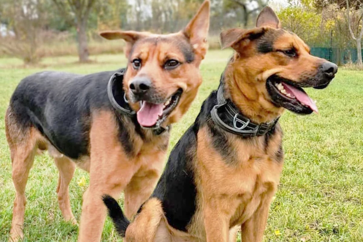Schäferhund-Mix muss noch viel lernen: Jack hofft auf eine zweite Chance