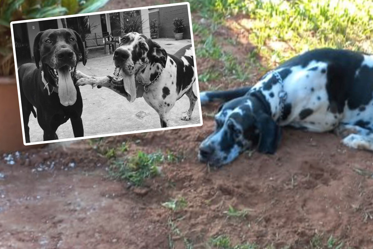 Nachdem bester Freund gestorben ist: Hund nimmt rührend Abschied