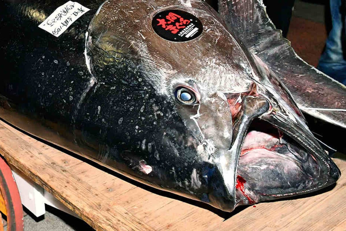 Millionen-Auktion: Das ist der teuerste Thunfisch aller Zeiten! | TAG24