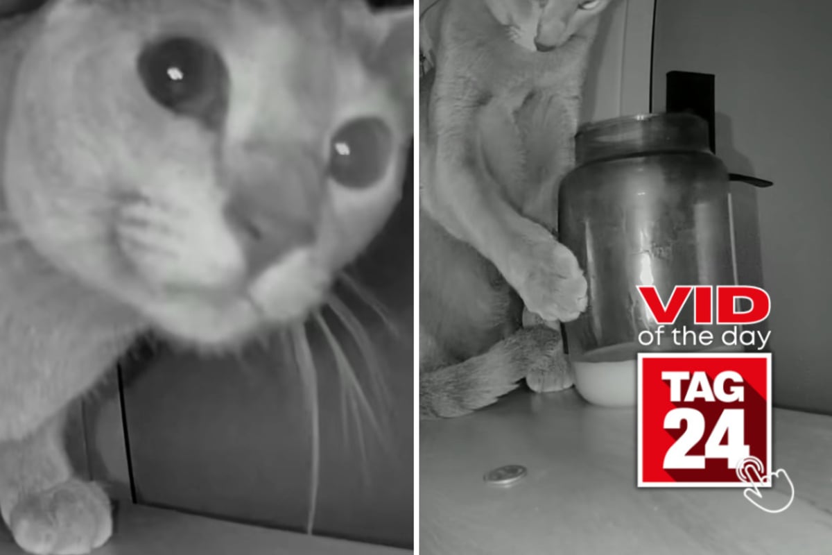 Viral Video of the Day for July 7, 2026: Cat causes glass-shattering disaster, but owner's odd reaction steals the spotlight