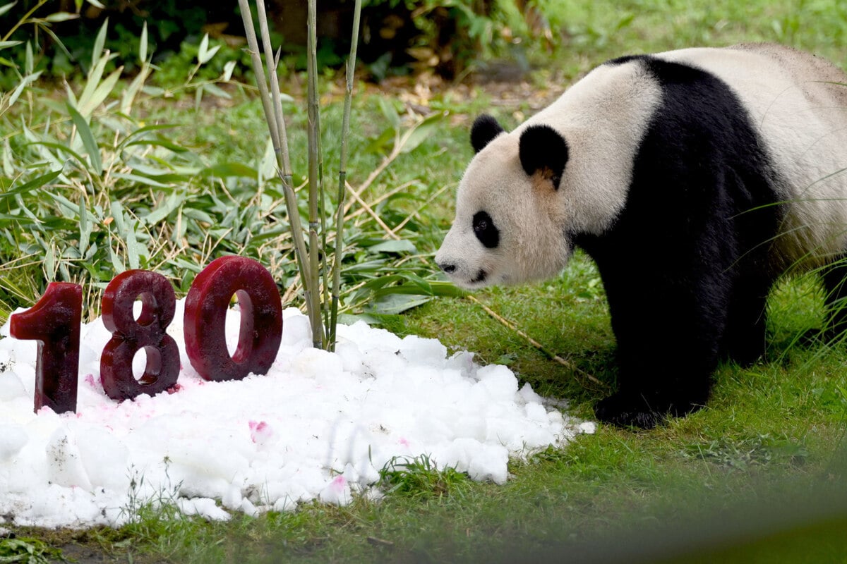Happy Birthday: Berliner Zoo feiert seinen 180. Geburtstag!