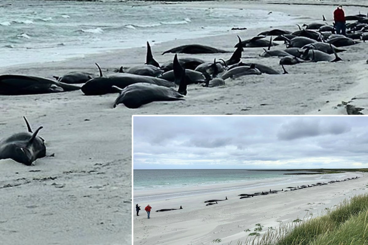 Bucht voller Kadaver: wenig Hoffnung für gestrandete Wale - 65 bereits tot!