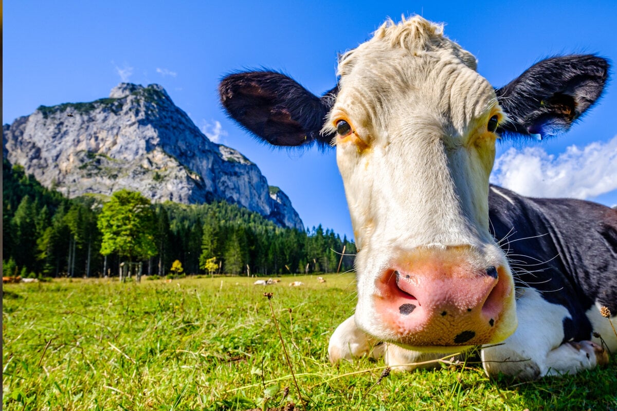 Beim Wandern in Österreich: Kühe greifen deutschen Touristen an und verletzen ihn schwer