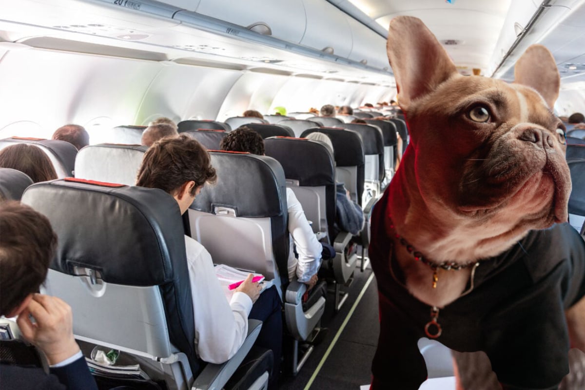 French Bulldog Escapes On Plane And Delights Passengers