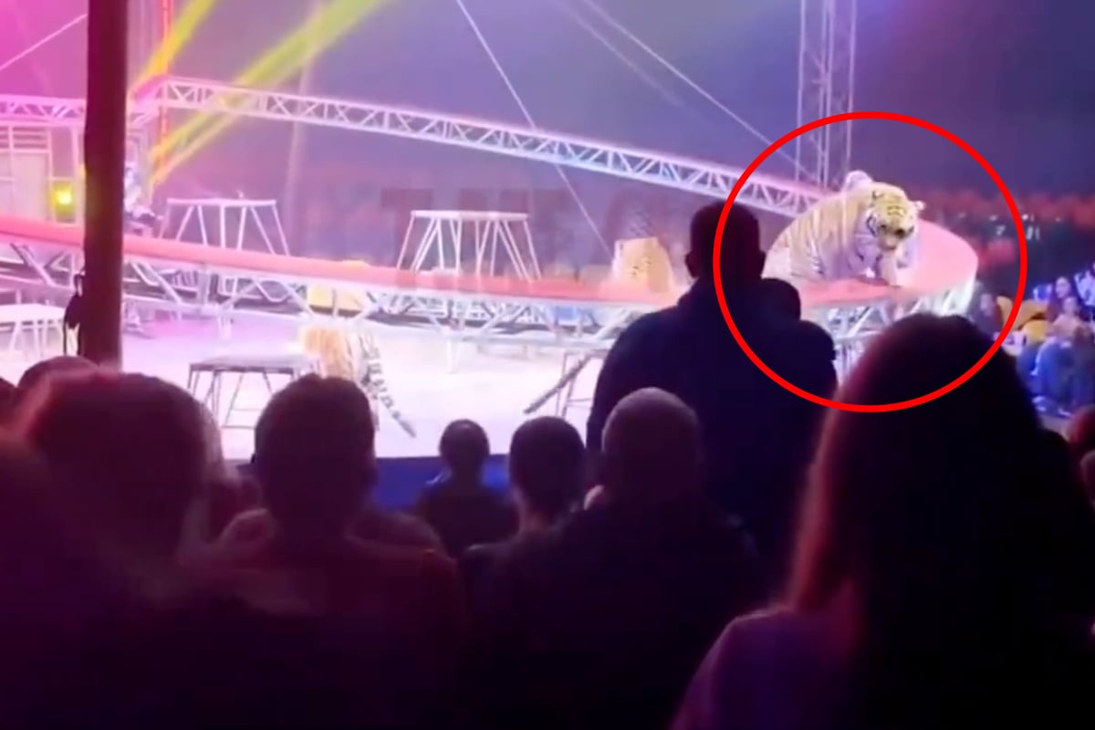 Tiger escapes during show and charges into the audience in circus scare